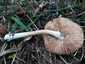 Ragadós bocskorosgomba (Volvopluteus gloiocephalus), Budai-hegység
